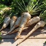 Aromatiques - Persil Tubéreux Halblange - BIO - face recto